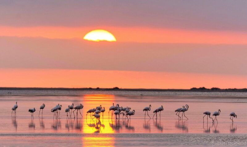 flamingo-birdwatching-in-the-ebro-delta-at-sunset