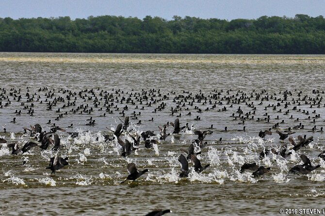 flamingo-everglades-boat-tours