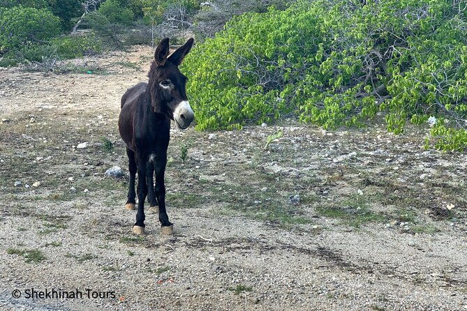 flamingo-mangrove-trip-with-local-guide