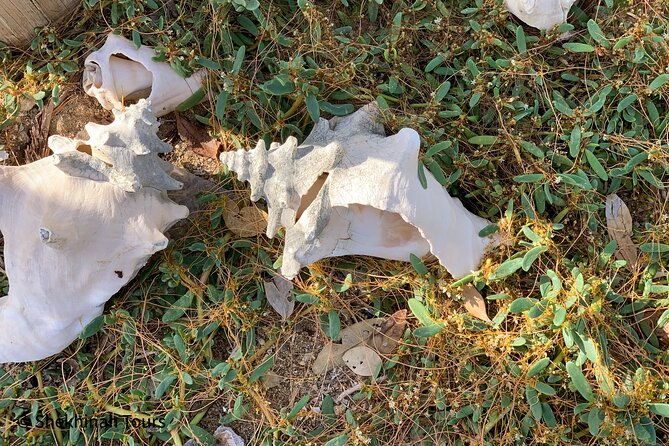 flamingo-mangrove-trip-with-local-guide