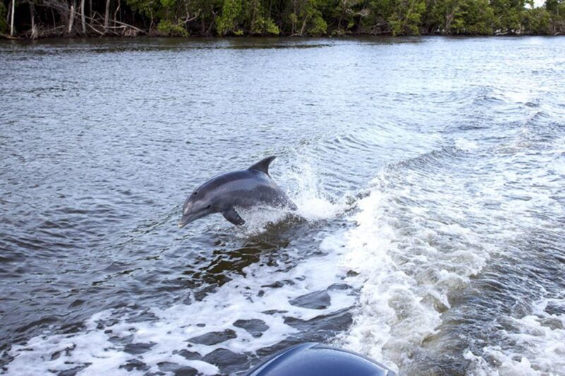 flamingo-marina-backcountry-boat-tour-of-the-everglades