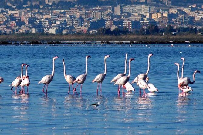 Flamingos Sightseeing Segway Tour - What to Expect from the Flamingos Sightseeing Segway Tour