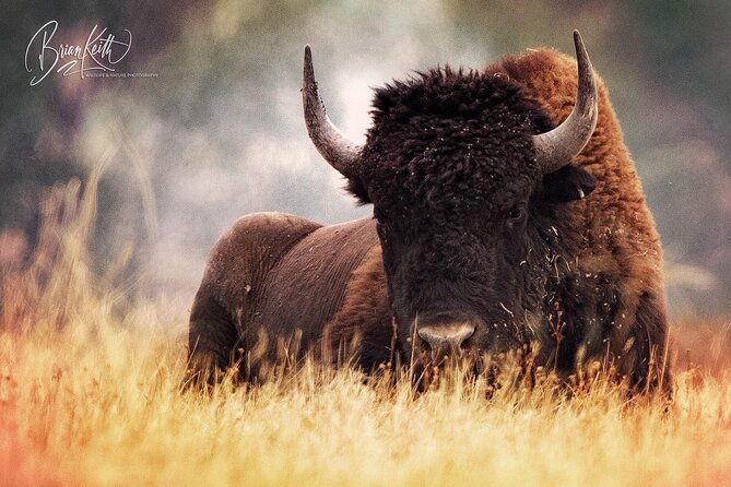 flathead-lake-bison-range-scenic-driving-tour