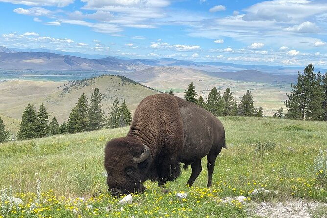flathead-lake-bison-range-scenic-driving-tour