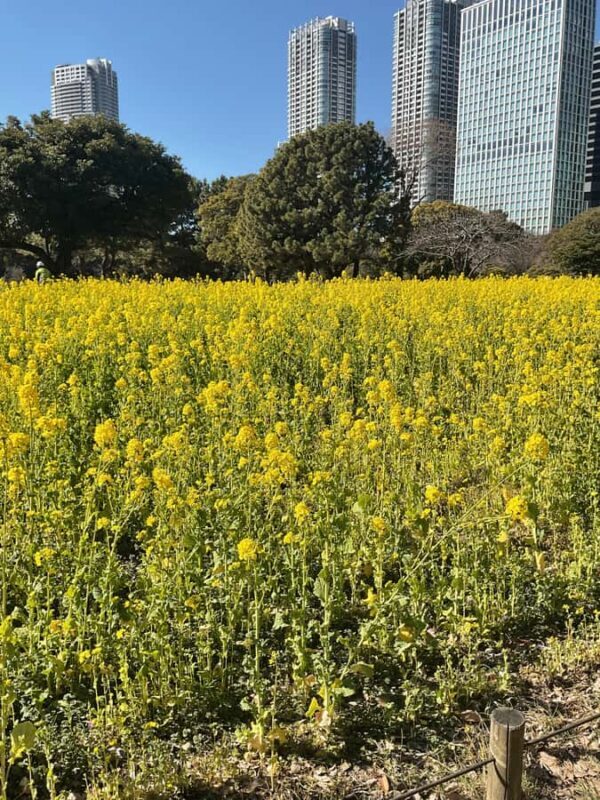 Flavors and Serenity: Tsukiji and Hamarikyu garden in Spanish - Key Points