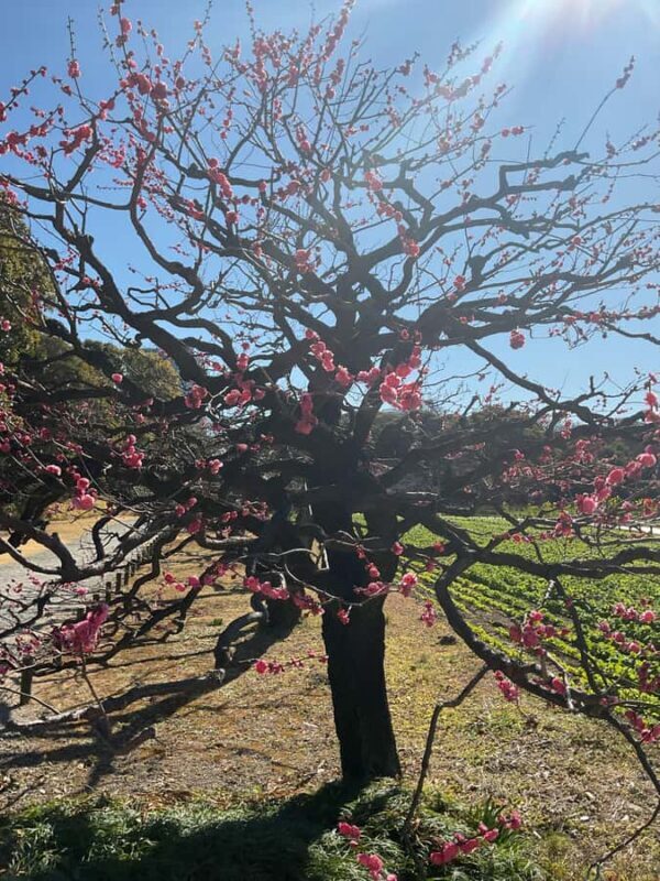 Flavors and Serenity: Tsukiji and Hamarikyu garden in Spanish - The Matcha Tea Experience: A Sweet Addition