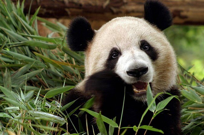 Flexible Private Chongqing Layover Tour - FAQ