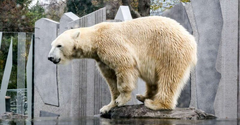 flexible-private-transport-to-schonbrunn-zoo-vienna