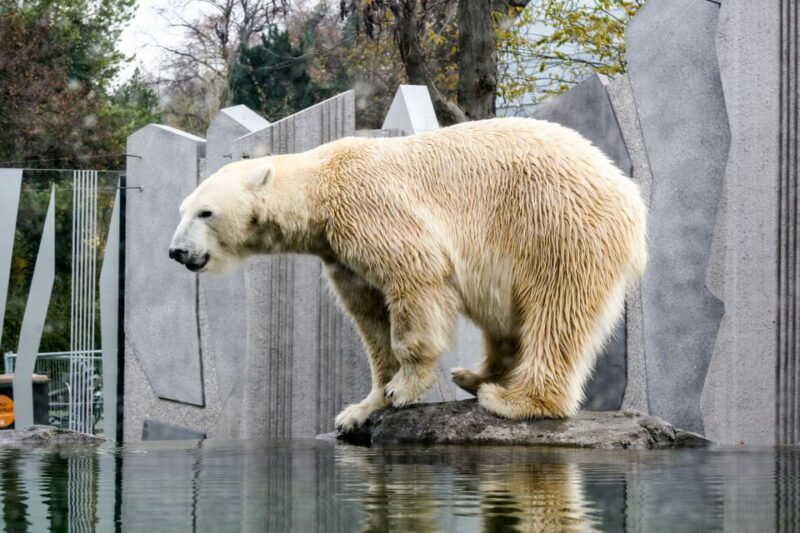 flexible-private-transport-to-schonbrunn-zoo-vienna