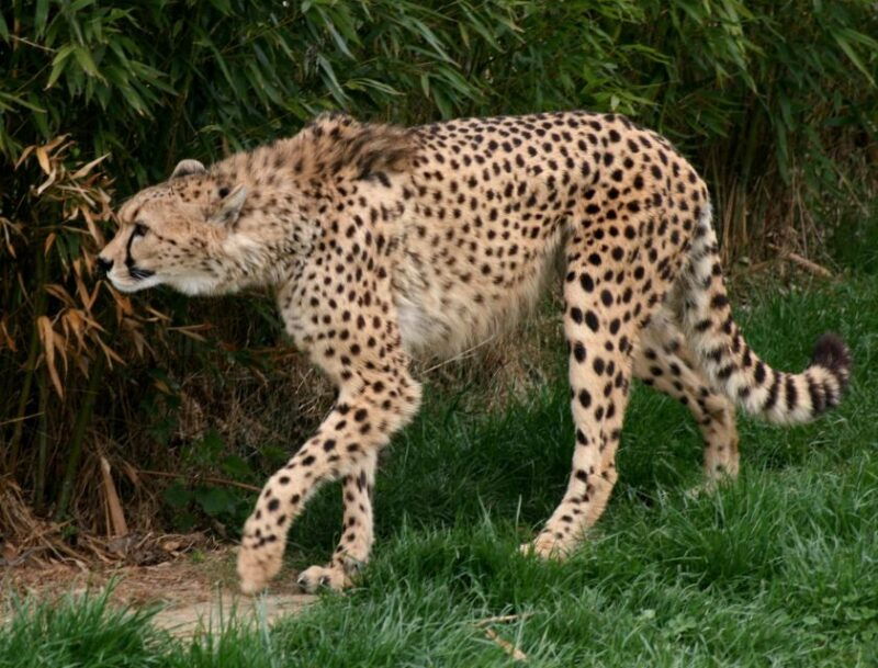 flexible-private-transport-to-schonbrunn-zoo-vienna