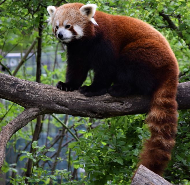 flexible-private-transport-to-schonbrunn-zoo-vienna
