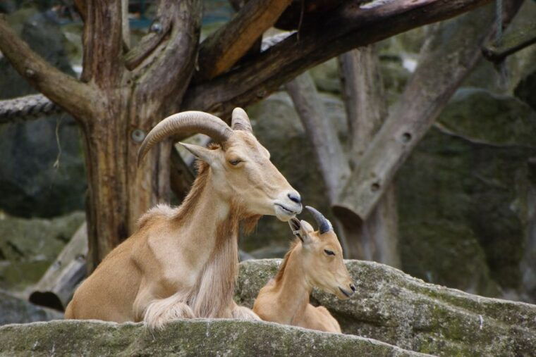 flexible-private-transport-to-schonbrunn-zoo-vienna