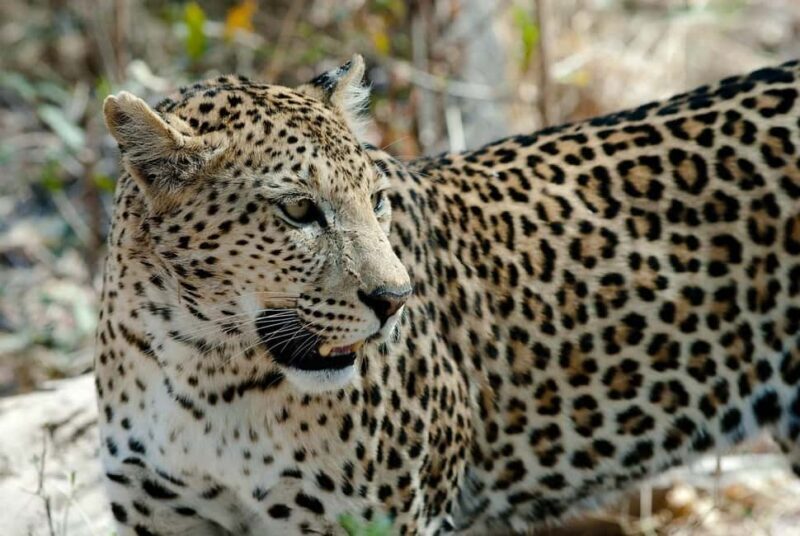 Flight Adventure from Zanzibar to Nyerere NP: 2 Days 1 Night - Discover the Excitement of the Flight Adventure from Zanzibar to Nyerere National Park