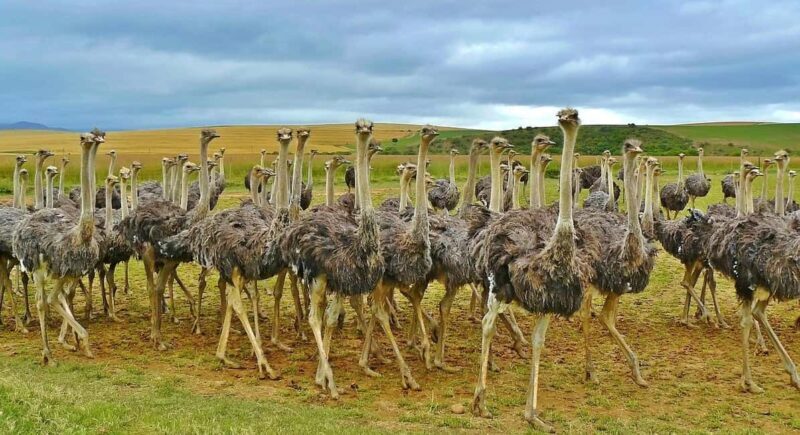 Flight Adventure from Zanzibar to Nyerere NP: 2 Days 1 Night - Key Points