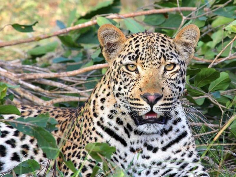 Flight Adventure from Zanzibar to Nyerere NP: 2 Days 1 Night - The Itinerary in Detail