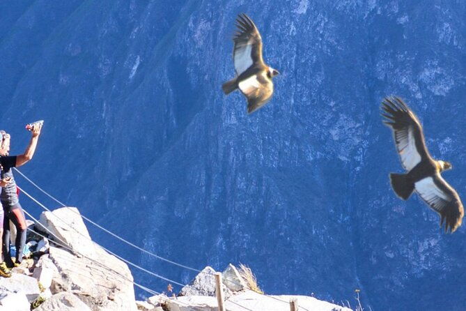 flight-of-the-condor