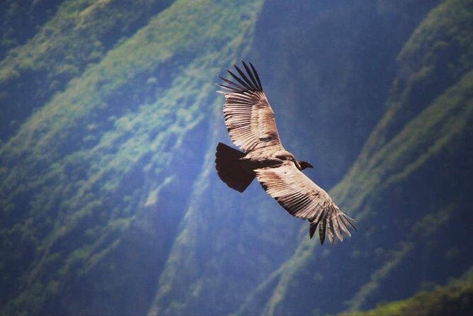 flight-of-the-condor