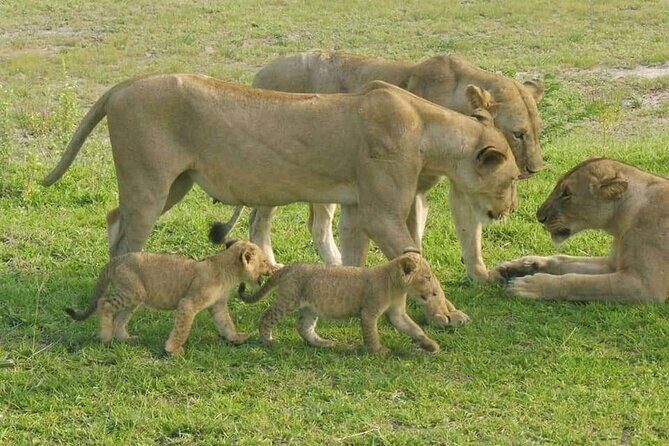 Flight Package Zanzibar to Nyerere National Park (Selous GR) 3 Days 2 Nights - Key Points