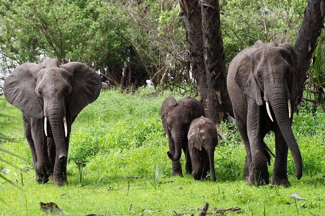 Flight Package Zanzibar to Nyerere National Park (Selous GR) 3 Days 2 Nights - Final thoughts