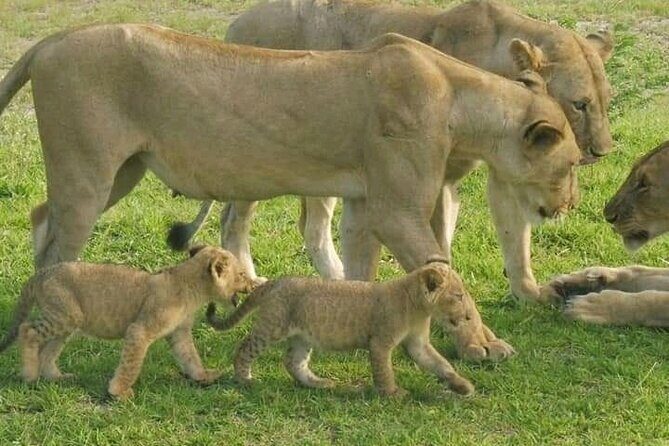 Flight Package Zanzibar to Nyerere National Park (Selous GR) 3 Days 2 Nights - FAQ