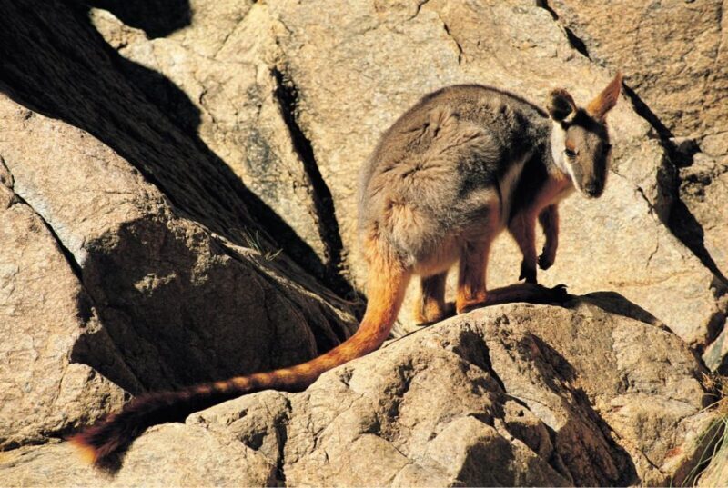 Flinders Ranges & Outback: 5-Day 4WD Tour from Adelaide - The Journey Begins: From Adelaide to the Flinders Ranges