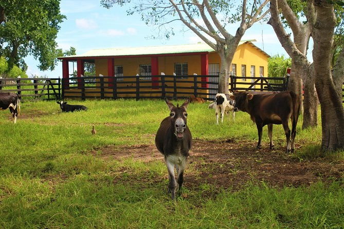 flintstones-buggy-adventure-from-punta-cana