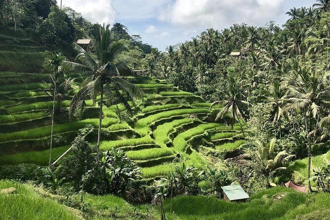 Floating breakfast for a resort feel + Ubud + Tegalalang Rice Terrace Private Tour 8 hours/Hotel transfer included - Why This Tour Works Well