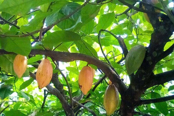 Floating Market Tour 5:30-11:00 - Exploring the Itinerary in Detail