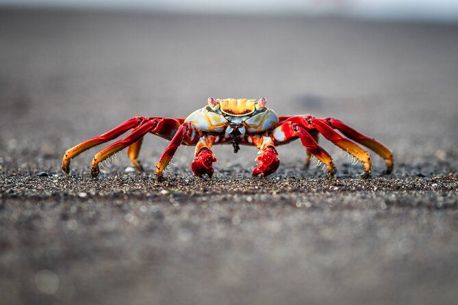 floreana-island-full-day-tour-including-hiking-and-snorkeling