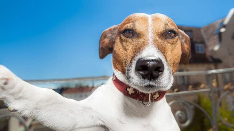 florence-2-hour-selfie-tour-with-a-local-guide