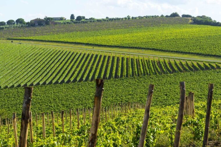florence-accademia-gallery-and-chianti-wine-full-day-tour
