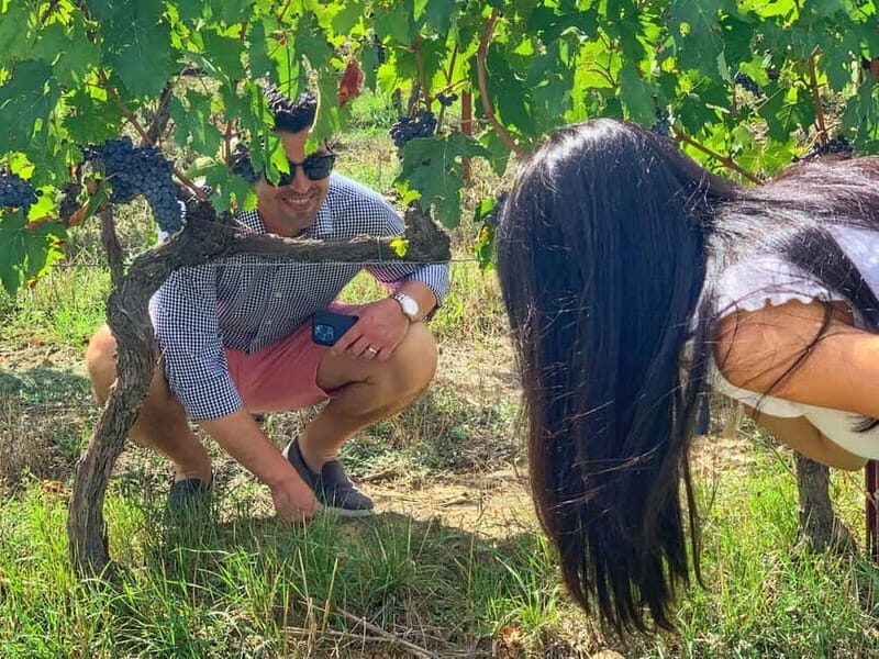 Florence: Brunello Wine Tour with Lunch at the Winery - Why This Tour Offers Great Value