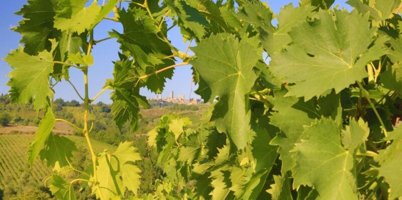 florence-chianti-villages-san-gimignano-and-winery-tour