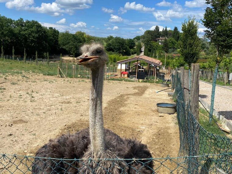 florence-countryside-2-5h-premium-e-bike-tour-photo-shoot
