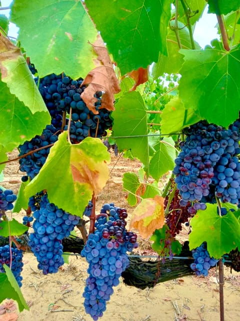 florence-countryside-tour-with-wine-tasting-pasta-class