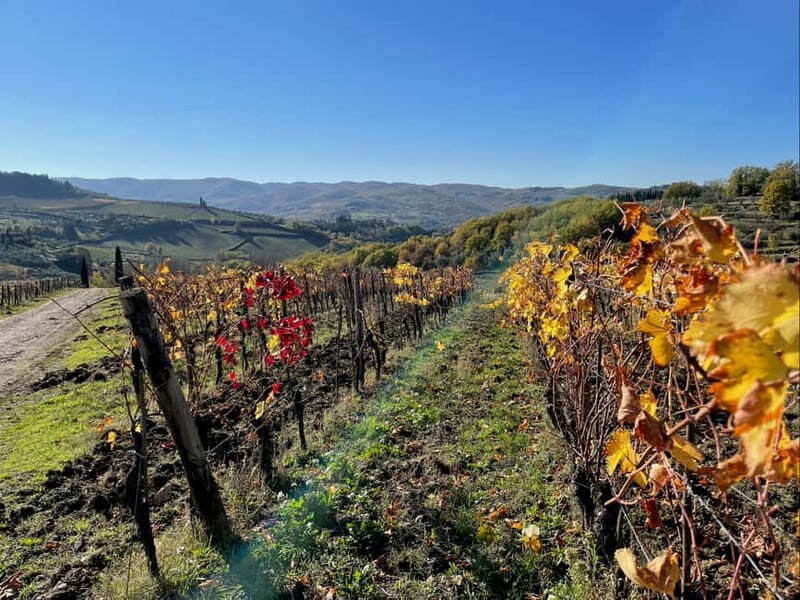 Florence: Hiking Tuscany & Chianti wine 3 wineries and lunch - Authentic Food and Olive Oil Experiences