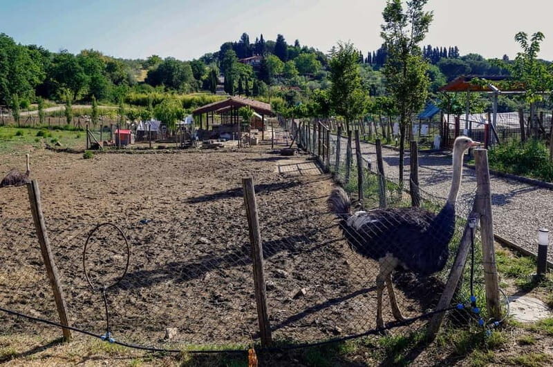 Florence: Horse Ride & Chianti Farm Meal - Key Points