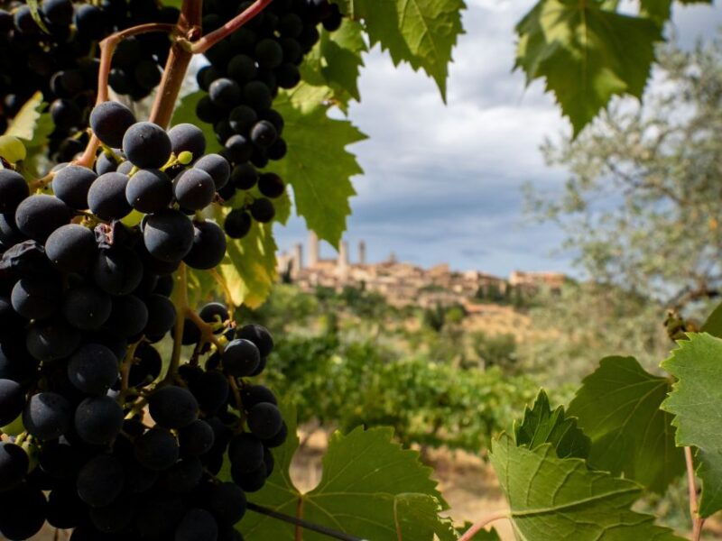 florence-or-bologna-3-cellar-tours-in-chianti-with-lunch