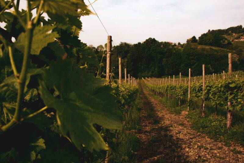 florence-or-bologna-3-cellar-tours-in-chianti-with-lunch