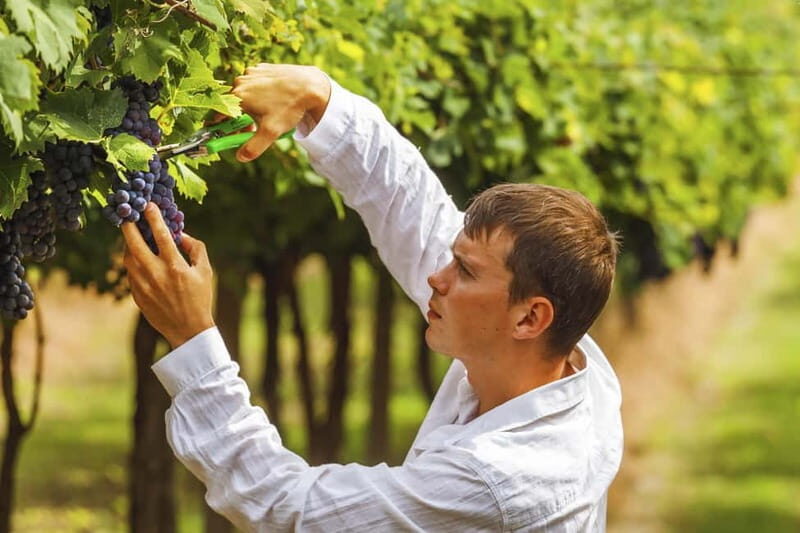 Florence: Tuscan Grape Stomping, Lunch and Wine Tasting - Why This Tour Stands Out
