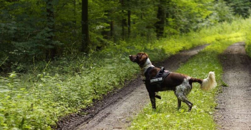 florence-tuscany-truffle-hunt-culinary-adventure-tour
