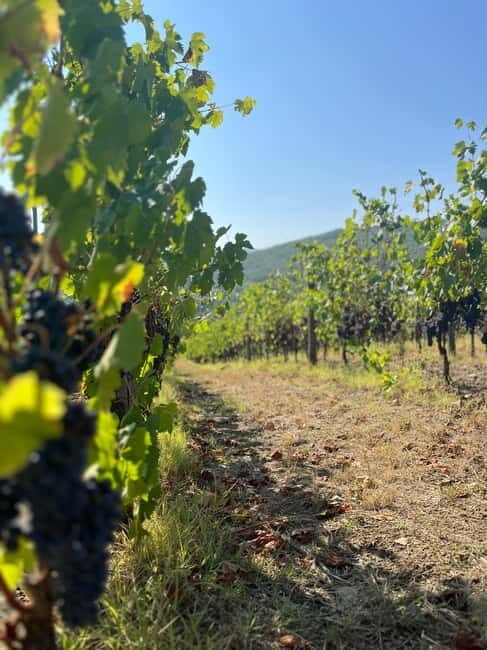 Florence: Two Wine Tastings in Tuscany+ San Gimignano - The Itinerary Breakdown