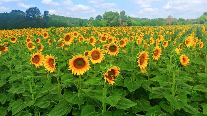 florence-volterra-san-gimignano-wine-tour-with-lunch