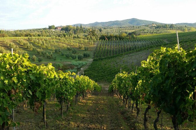 florence-wine-making-private-experience-in-a-vineyard-in-tuscany