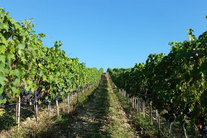 florence-wine-making-private-experience-in-a-vineyard-in-tuscany