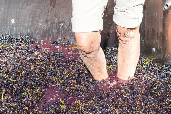 florence-wine-making-private-experience-in-a-vineyard-in-tuscany