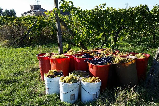 florence-wine-making-private-experience-in-a-vineyard-in-tuscany