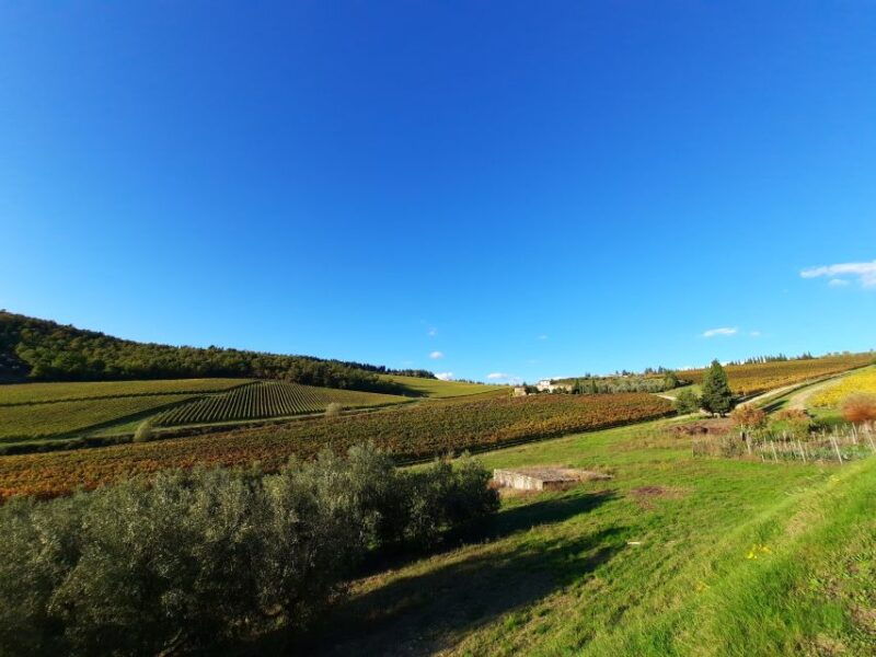 florence-wine-tour-with-traditional-lunch-private-winery