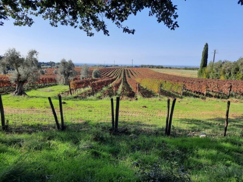 florence-wine-tour-with-traditional-lunch-private-winery