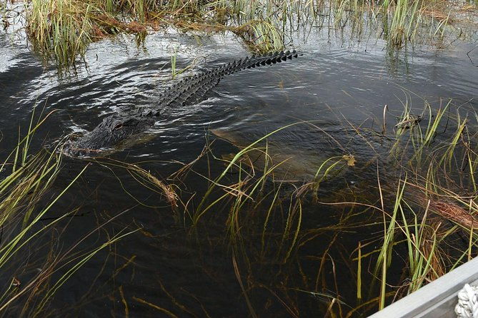 florida-everglades-private-night-airboat-ride-tour-2